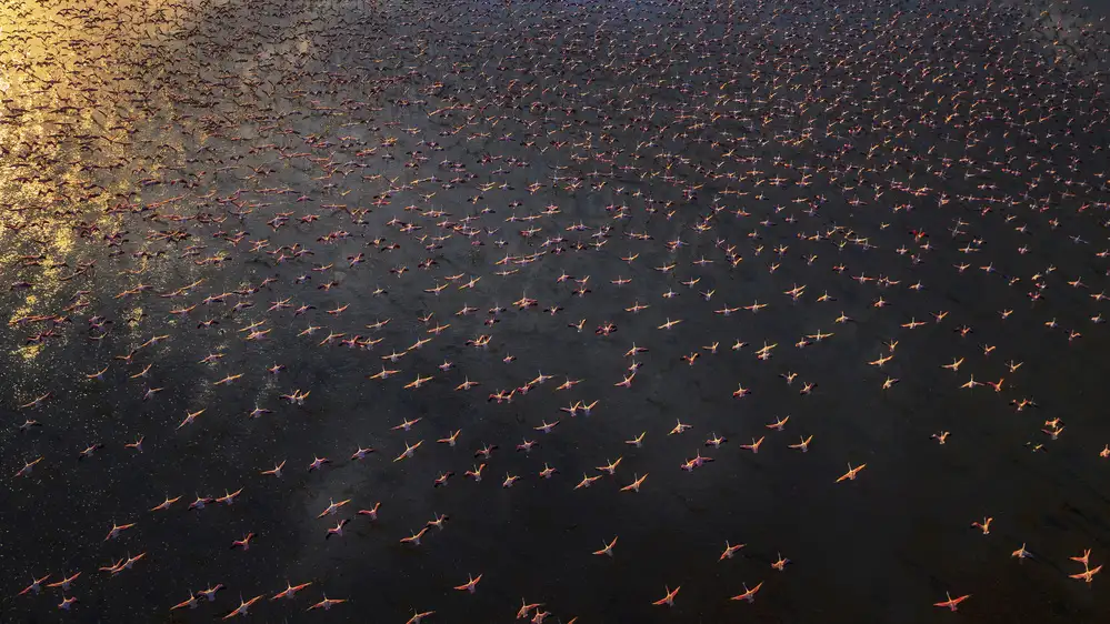 Chang, Phillip: Flamingo