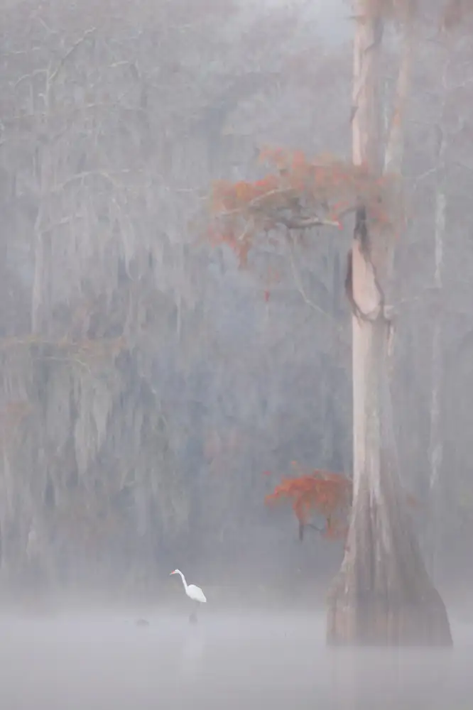 Marchegiani, Roberto: egretta