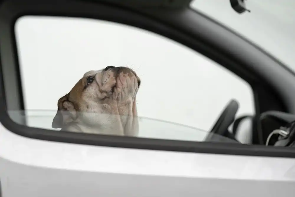 Bosch, den Gert: Busted! For speeding