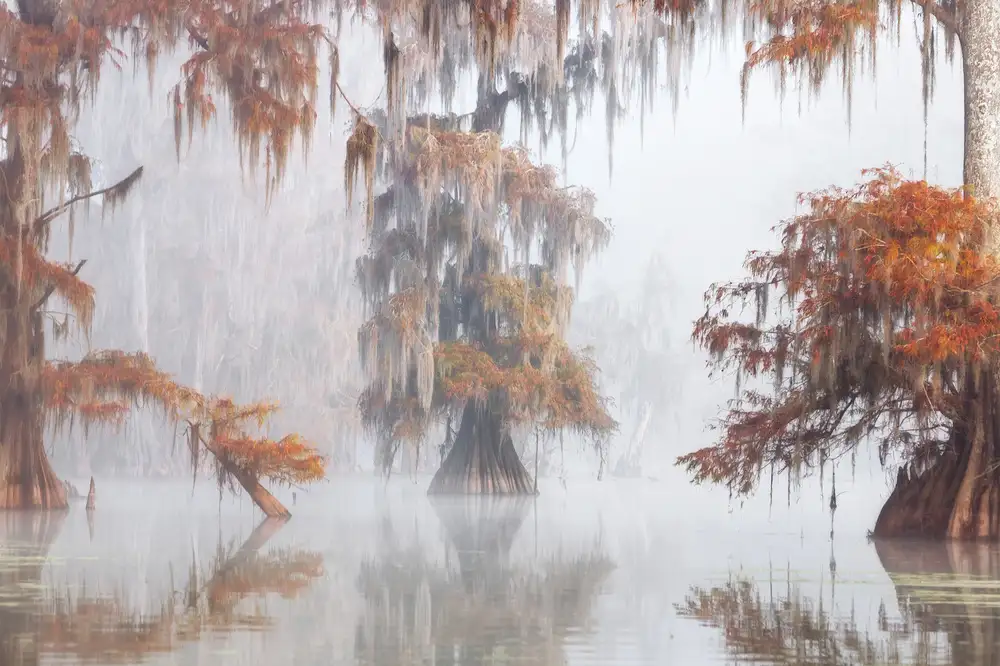 Marchegiani, Roberto: Mysty Bayou