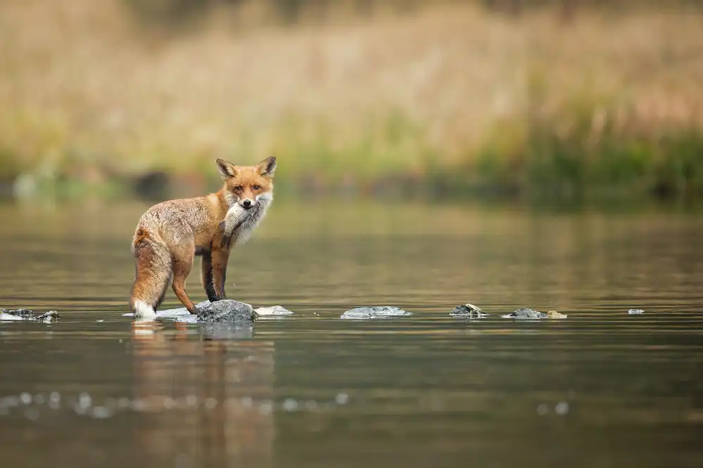Zygmunt, Milan: Roter Fuchs