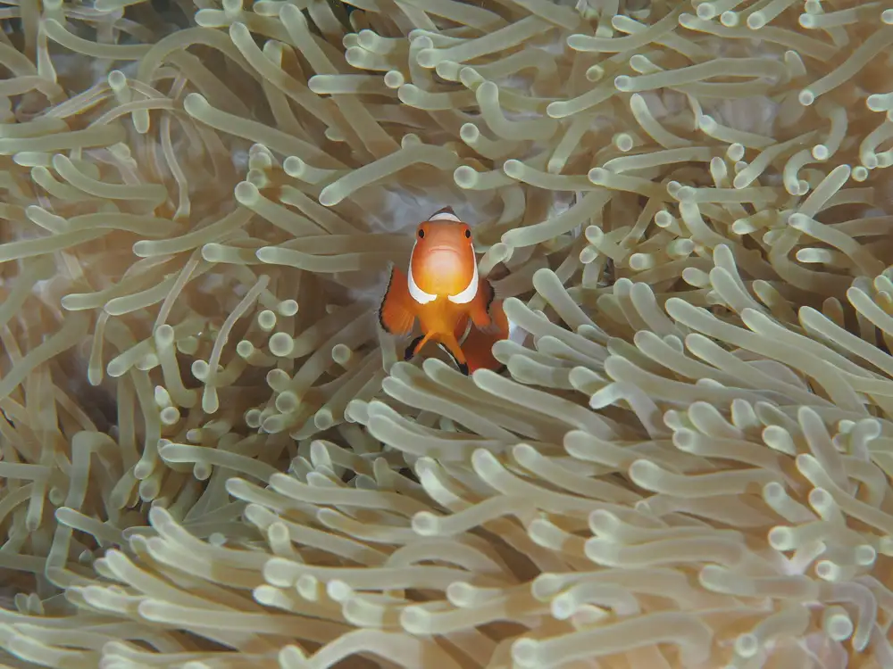 Tov, Ben Ilan: Amphiprion Ocellaris