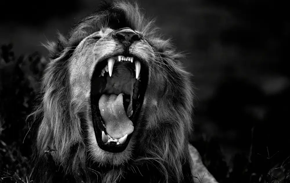 DAmico, Giuseppe: Roar