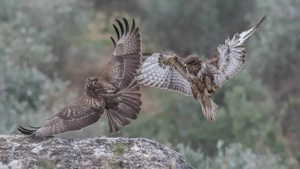 H, Samir.: Buteo buteo