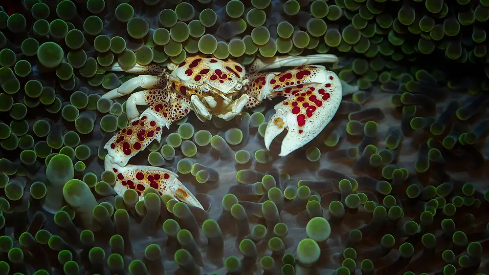 Lackner, Walter: porcelánový krab