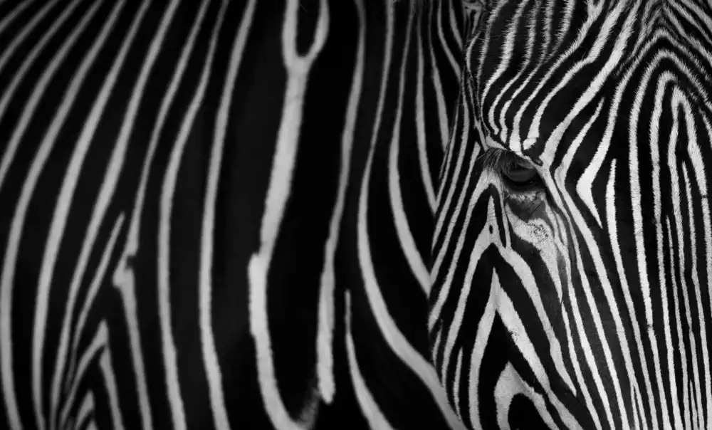 Ruiz, Saavedra Sergio: Stripes