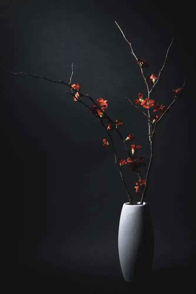 Kiyota, Daisuke: un membrillo japonés