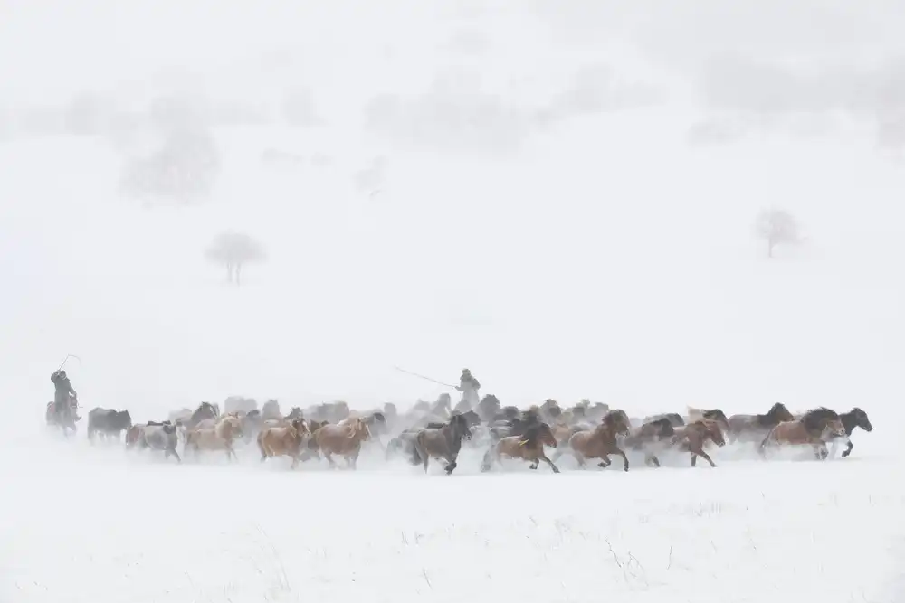 Xu, Tony: Pastos de invierno