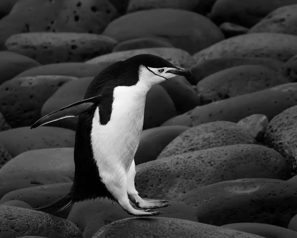 Feng, Young: Pinguino dal sottogola