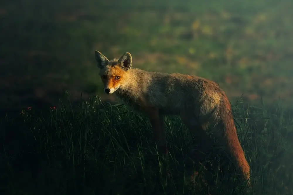 Pezeshki, Sina: Mr.Fox