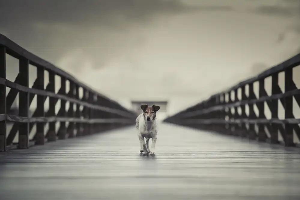 Willers, Heike: Il ponte