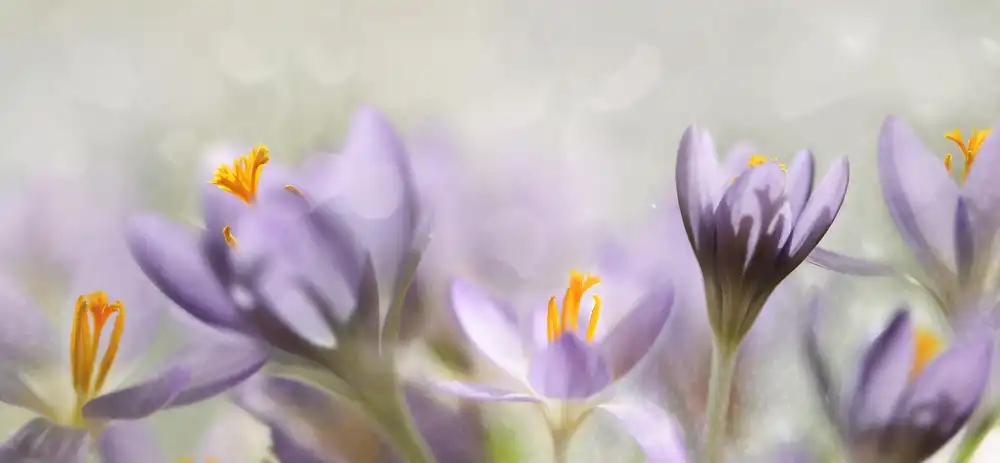 Westum, Heidi: Fleurs de printemps