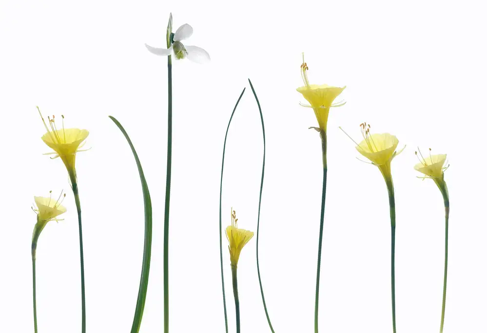 Grønkjær, Lotte: Flores de primavera