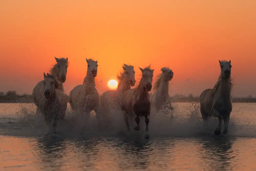 Anton, Rostovskiy: Západ slunce v Camargue