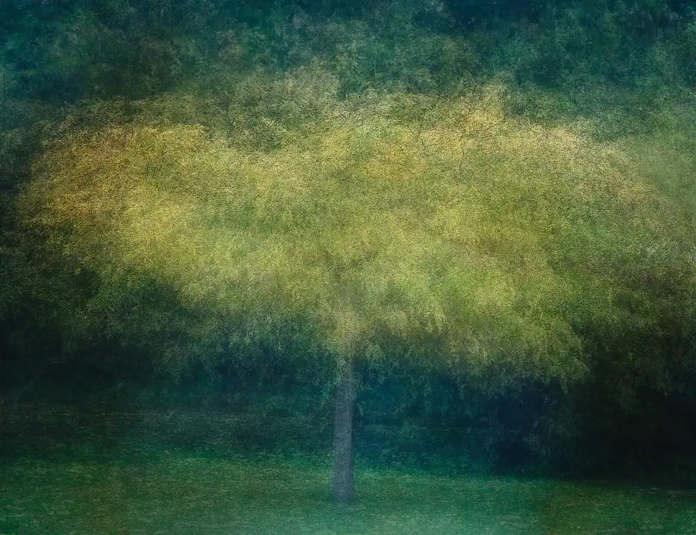 Holmström, Katarina: Ein Baum