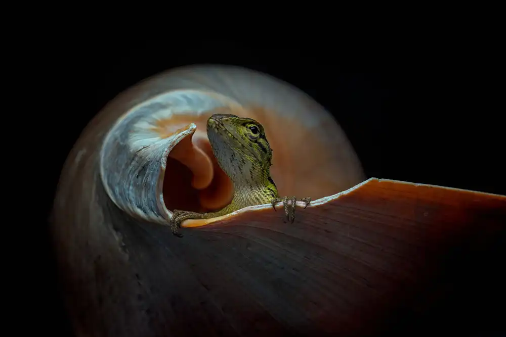 Halil, Andi: The Snail Home