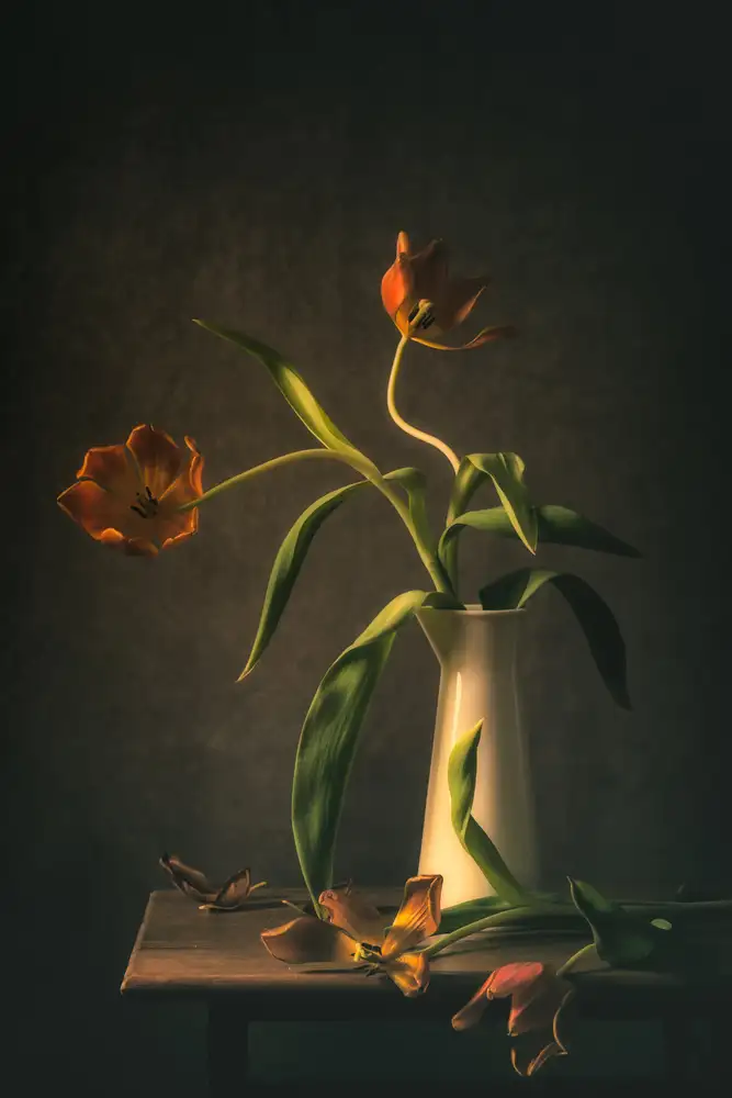 Velzen, van Monique: Tulipes fanées