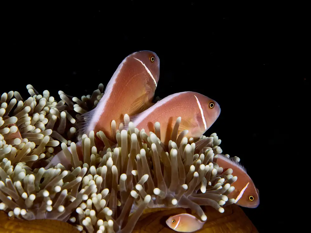 Tov, Ben Ilan: Skunk Anemonefish