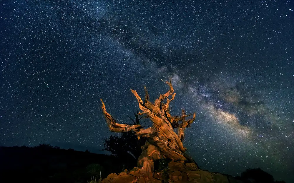 Zhu, Hua: The Galaxy and ancient bristlecone pine	