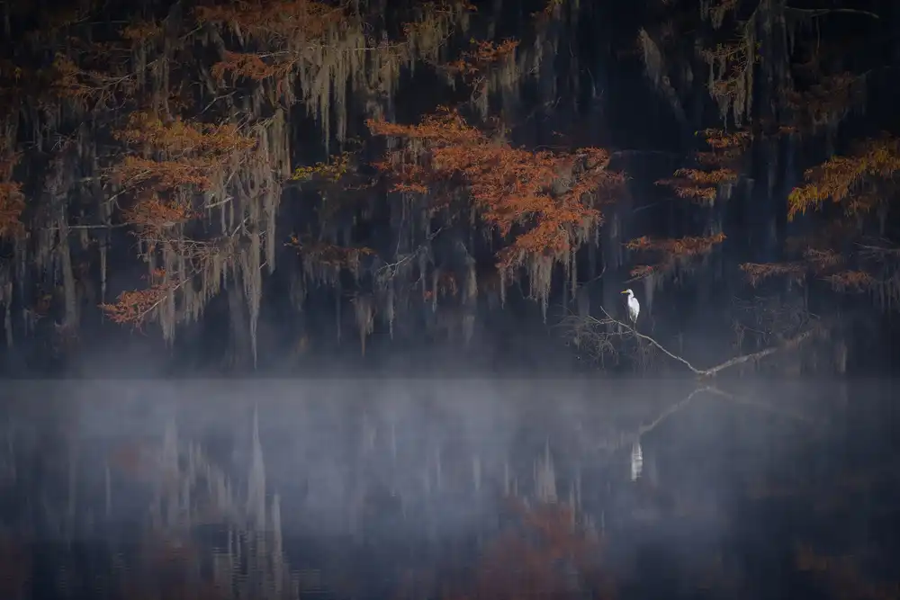 Zheng, Michael: Misty Morning