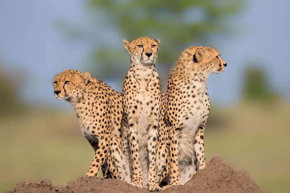 Zuo, Jun: Gepard Malaika und ihre beiden Jungs
