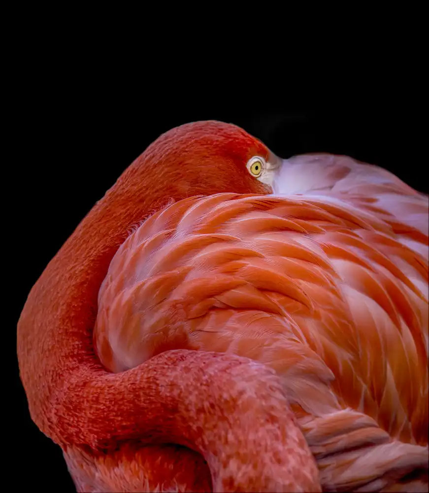 Coenders, Chris: Flamingo