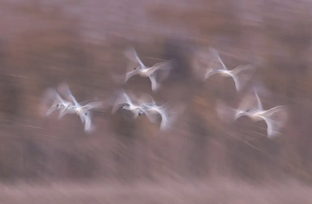 Deng, Larry: Cisnes de tundra en acción