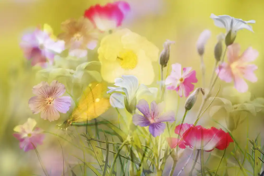 Shumilova, Ludmila: Kleiner Garten in einem Sommerfeld