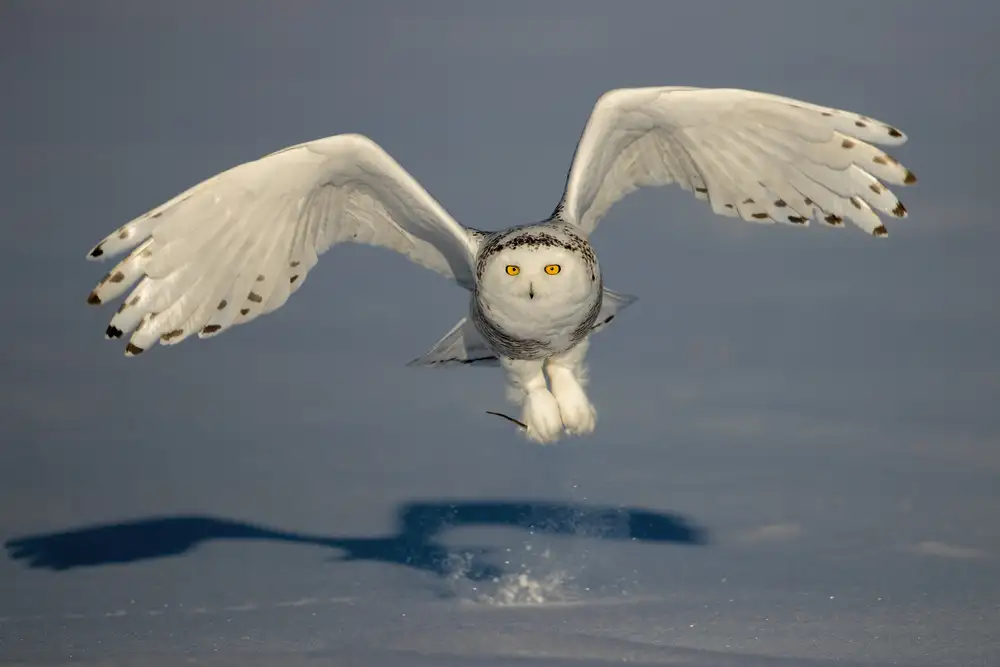 Catta, Alessandro: Snow Owl