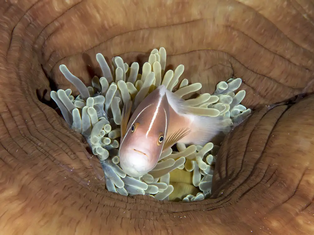 Tov, Ben Ilan: Skunk Anemonefish