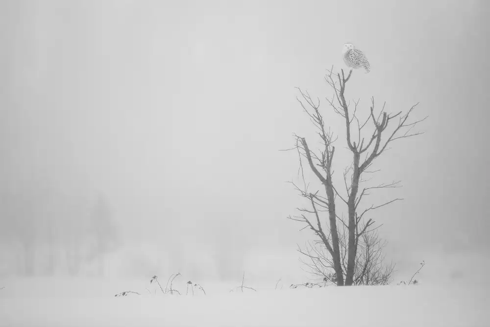 Catta, Alessandro: Cold White