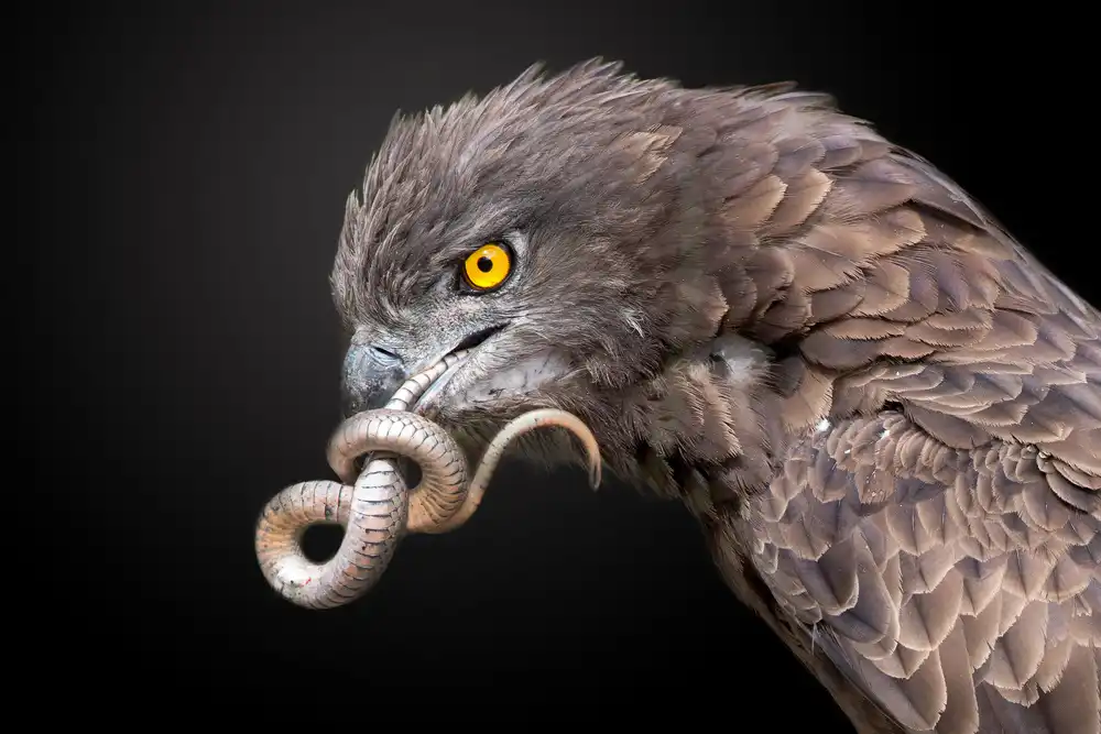 Catta, Alessandro: Snake Eagle
