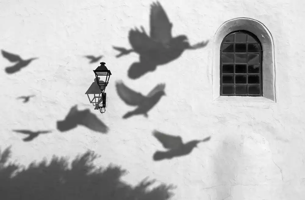Pizzocaro, Giorgio: Schatten