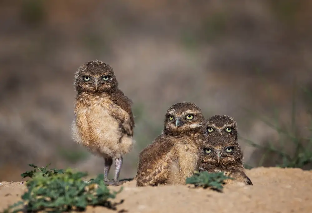 Verdon: hermanos sospechosos
