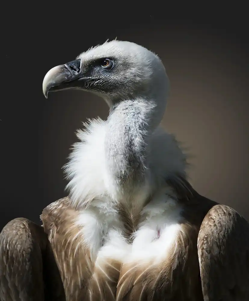 Son, van Greetje: Pohled