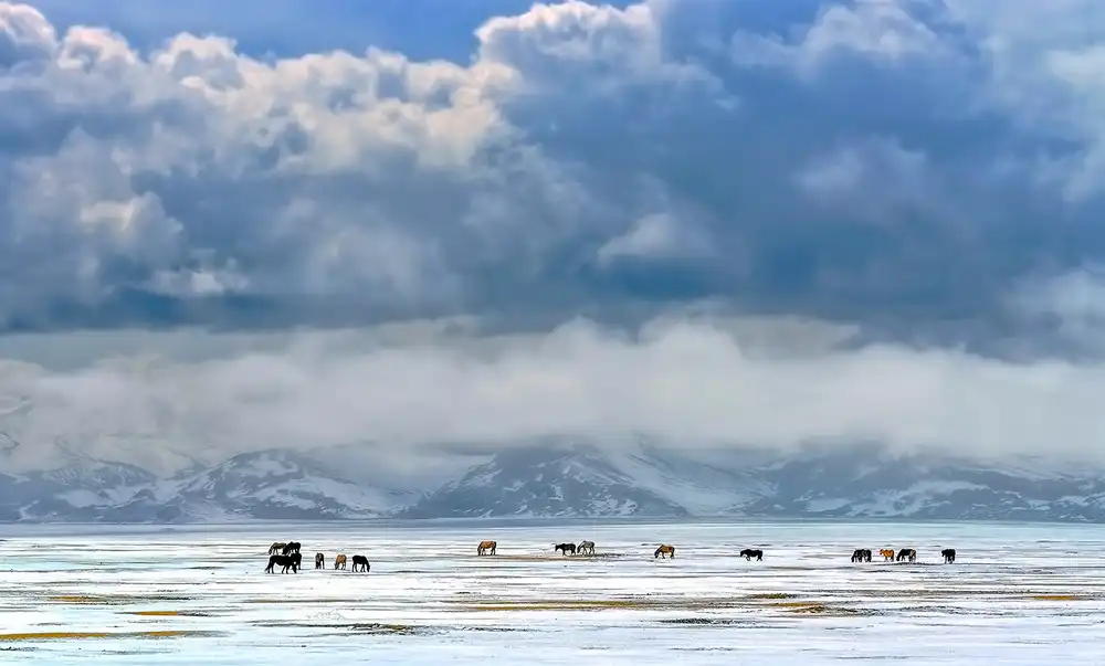 Zhu, Hua: Horses on the snow