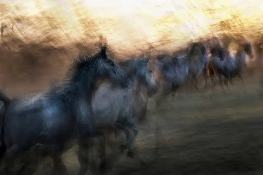 Malovrh, Milan: Galopp ins Unbekannte