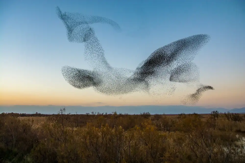 Vilches, David: El Vuelo