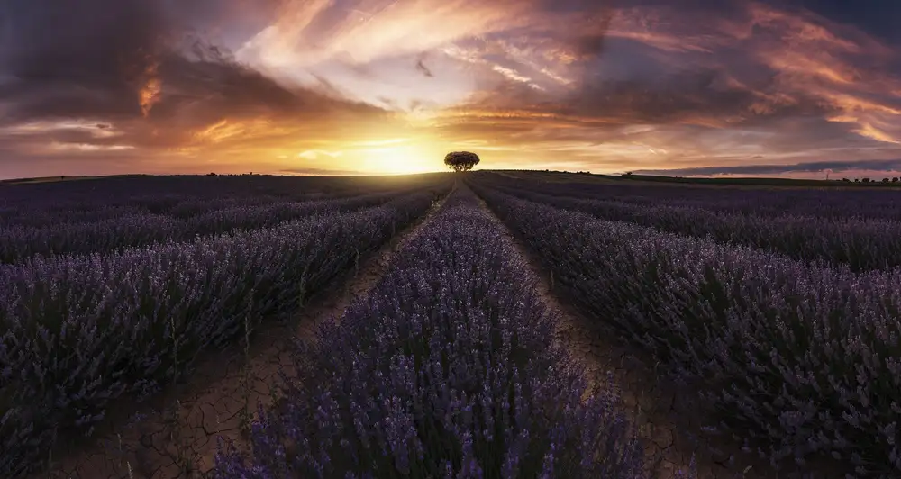 Dueso, Ruiz Jorge: Tramonto sulla lavanda
