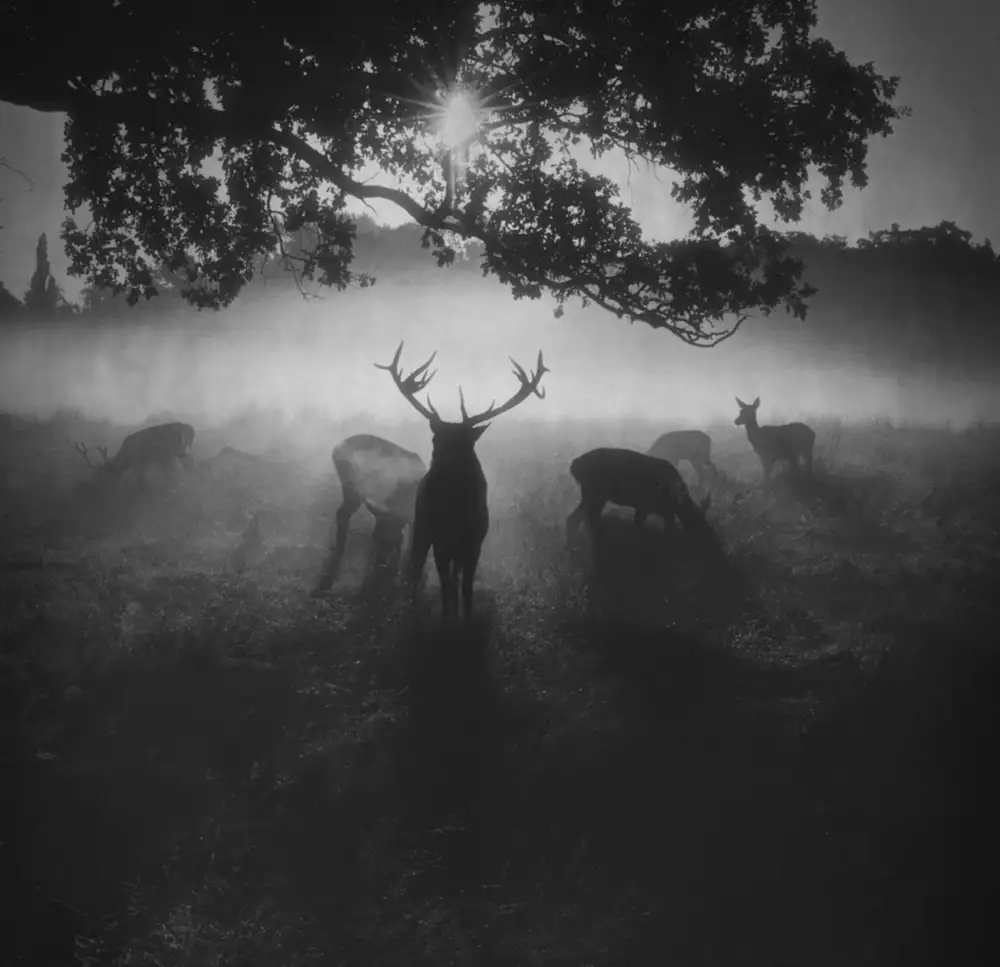 Fabrowski, Robert: Robin Hood Woods