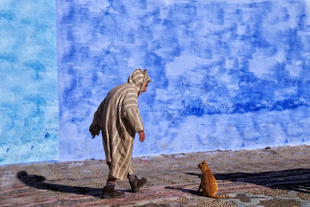 Cavalli, Giovanni: Un uomo che parla con un gatto