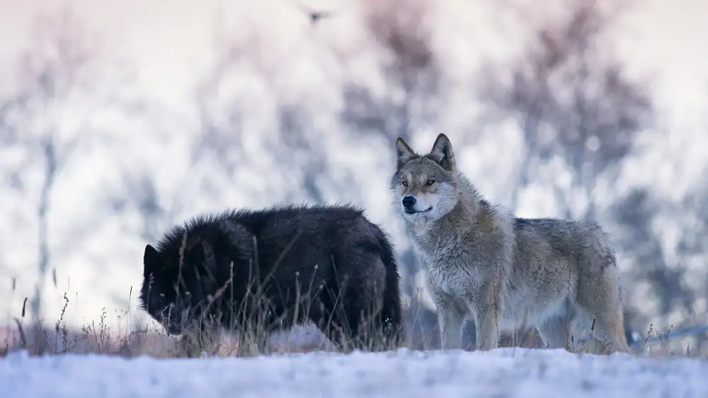 Z, Bingo: Alerter les loups
