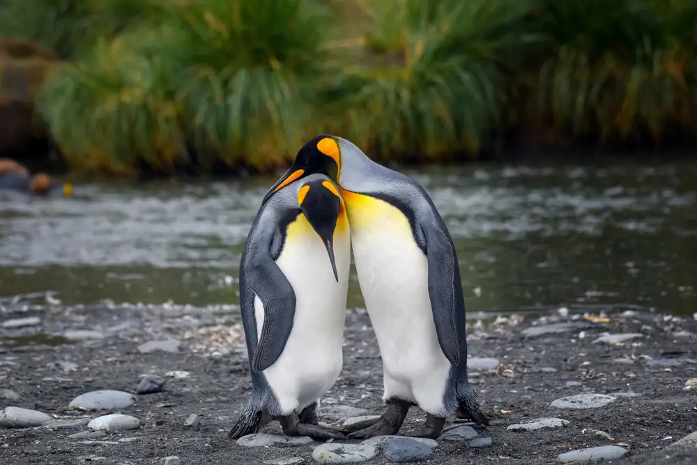 DB, YY: Couple de manchots royaux