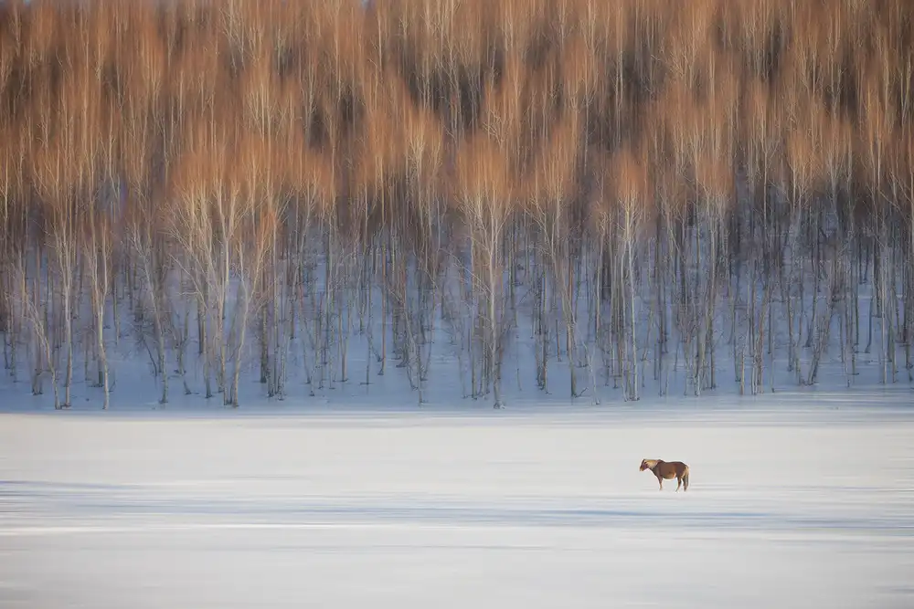 Z, Bingo: L'hiver