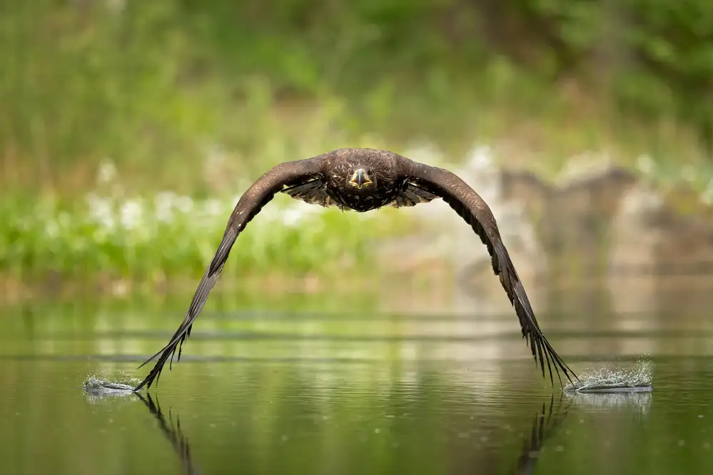 Zygmunt, Milan: Seeadler