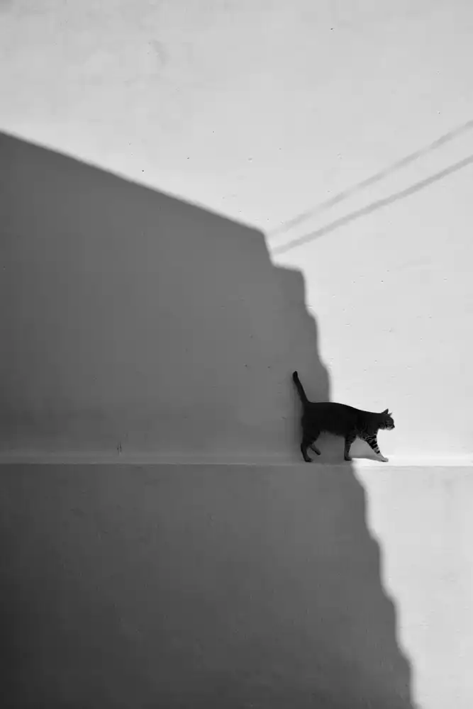 Joseph, Florentinus: mon chat