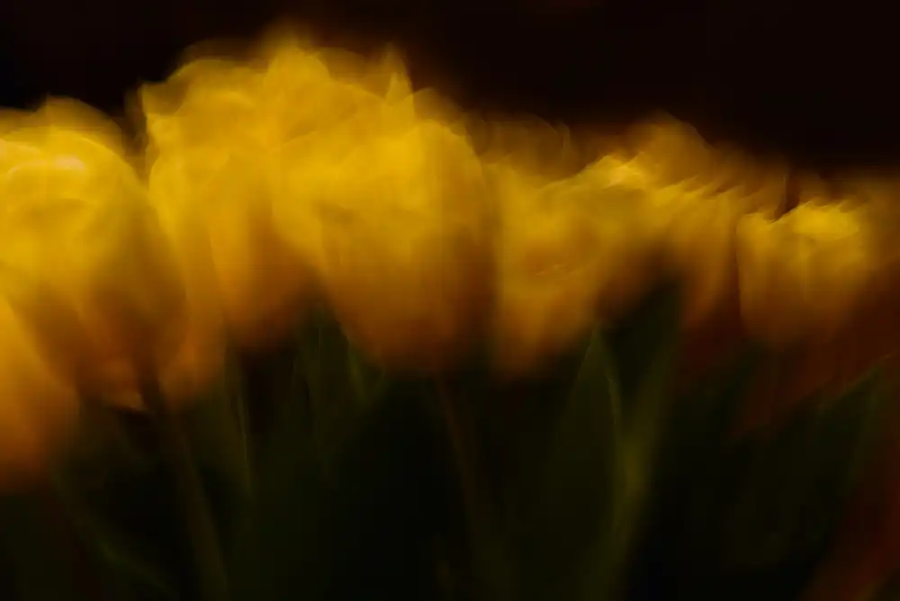 Westum, Heidi: Tulipes de Pâques II