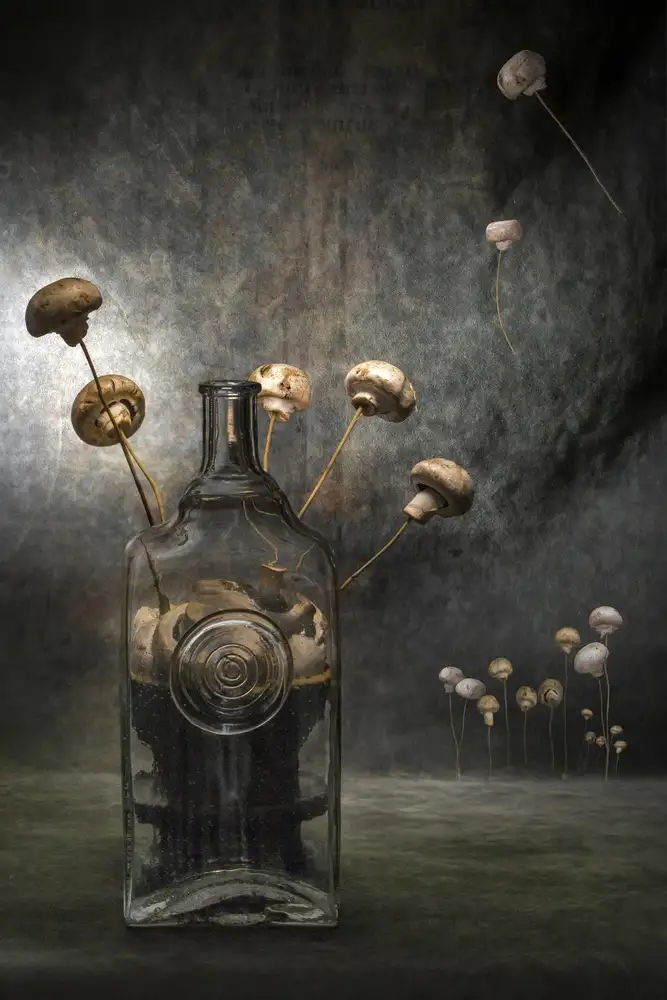 Barkow, Brig: Mushrooms
