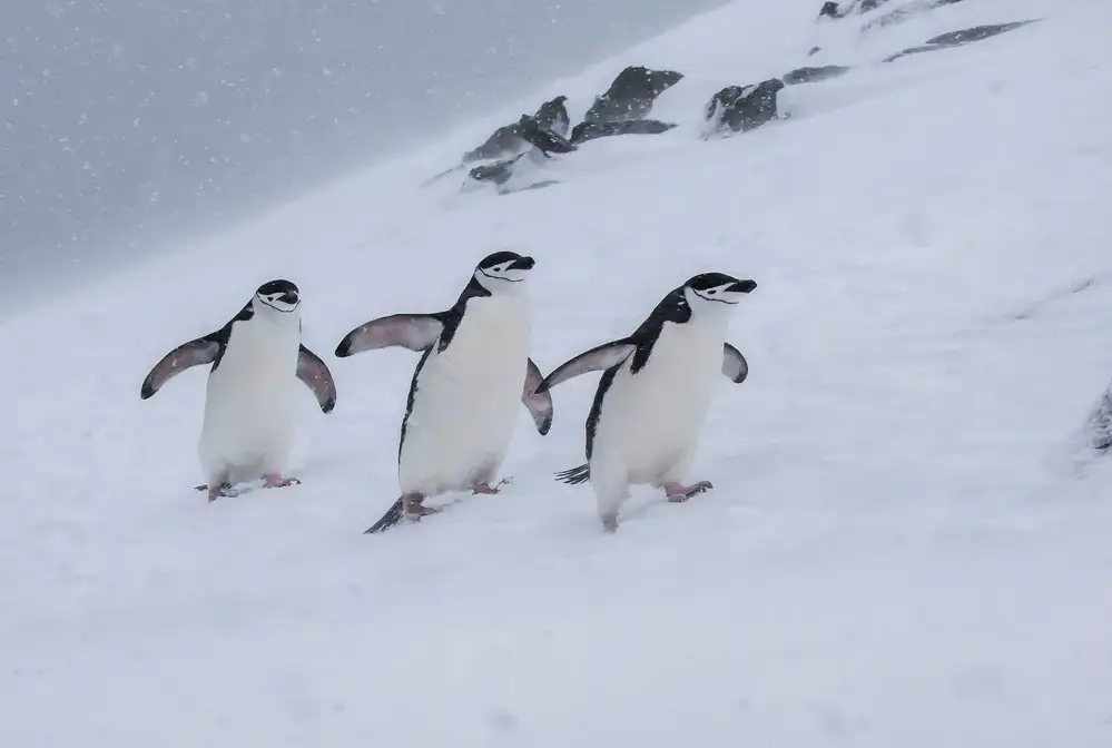 Wei, and Siyu: Des mentonnières heureuses dans une tempête de neige