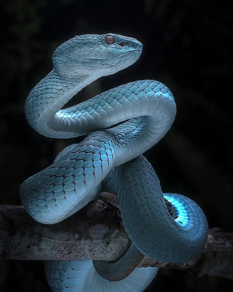 Maududdin, Fauzan: Blaue Viper volles Bewusstsein